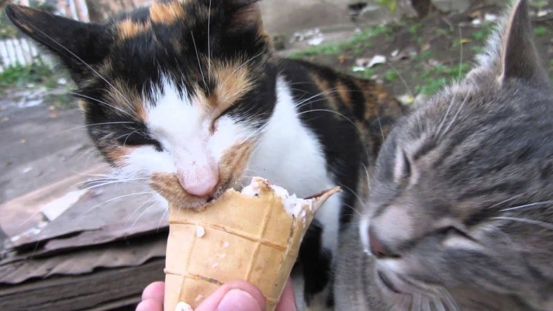 Кошка врач