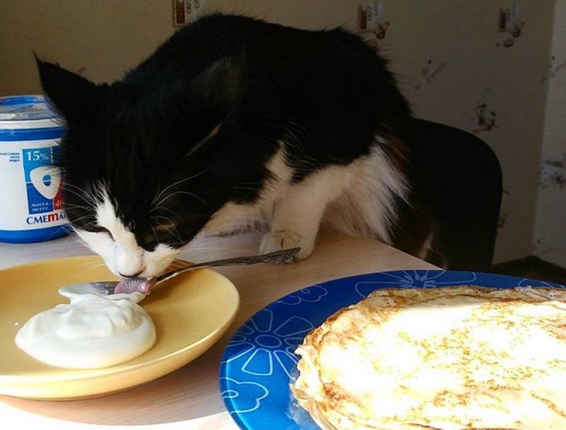 Котик в медицинской маске