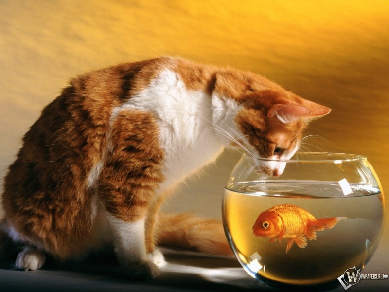 Кошка мороженое