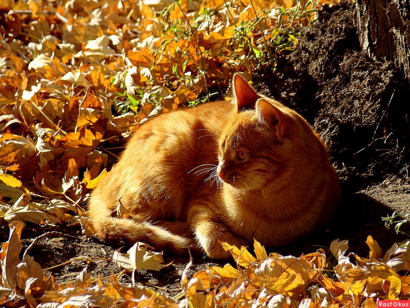 Котенок с перевязанной лапой
