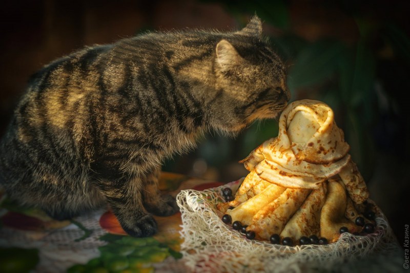 Кот вегетарианец
