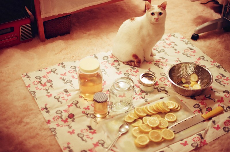 Котик и мед