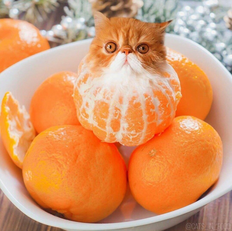 Кот апельсин