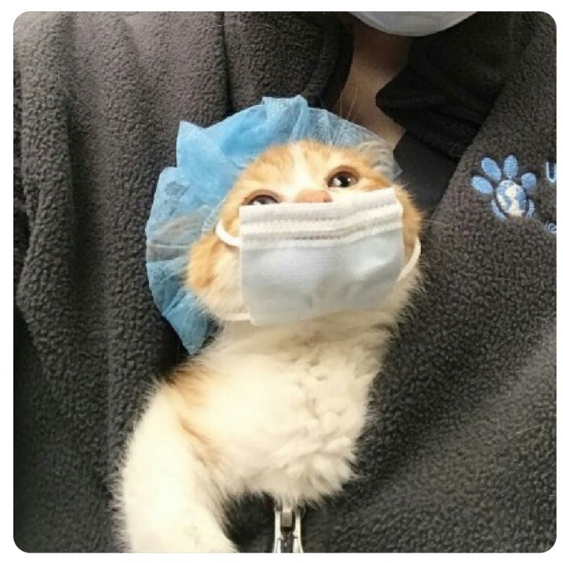 Коты в медицинских масках