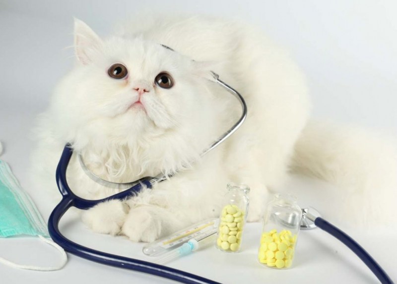 Котик медик