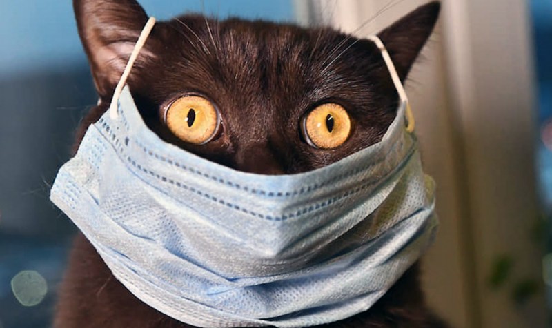 Маска кота