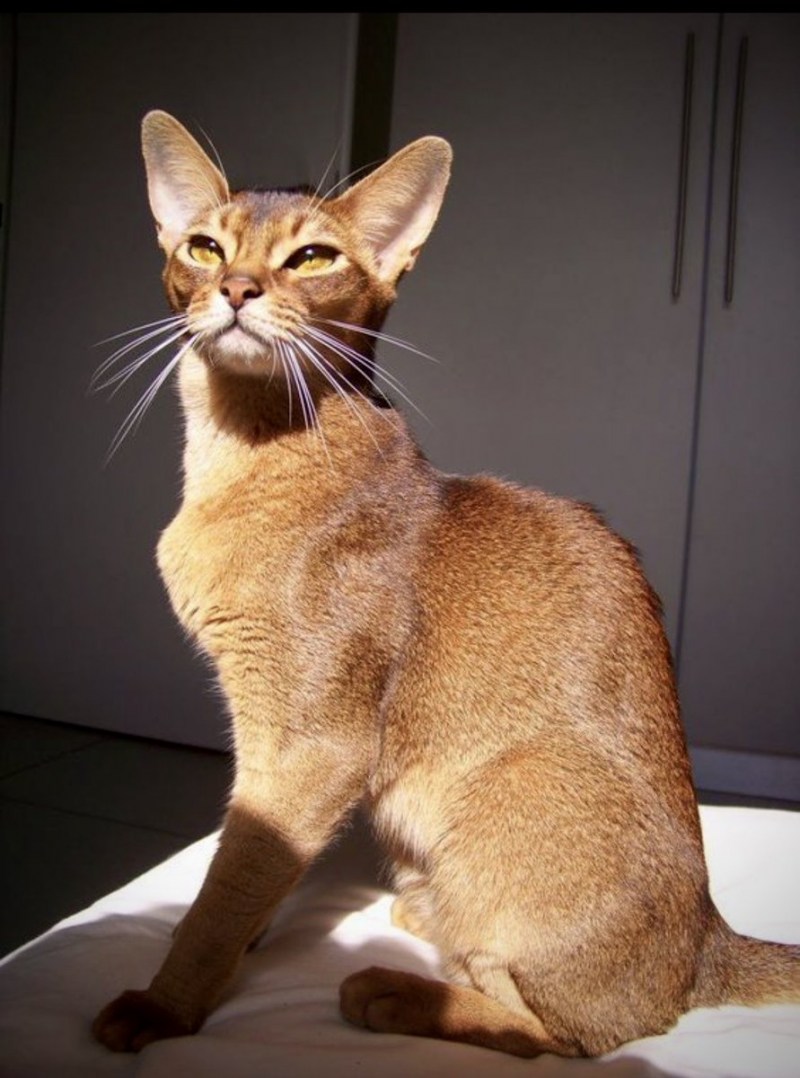 Европейская Абиссинская кошка