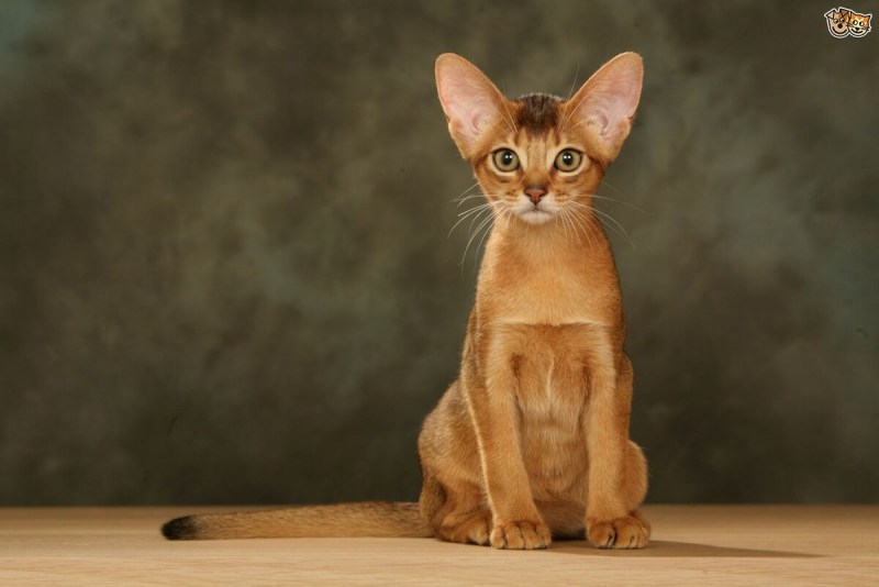 Абиссинская кошка