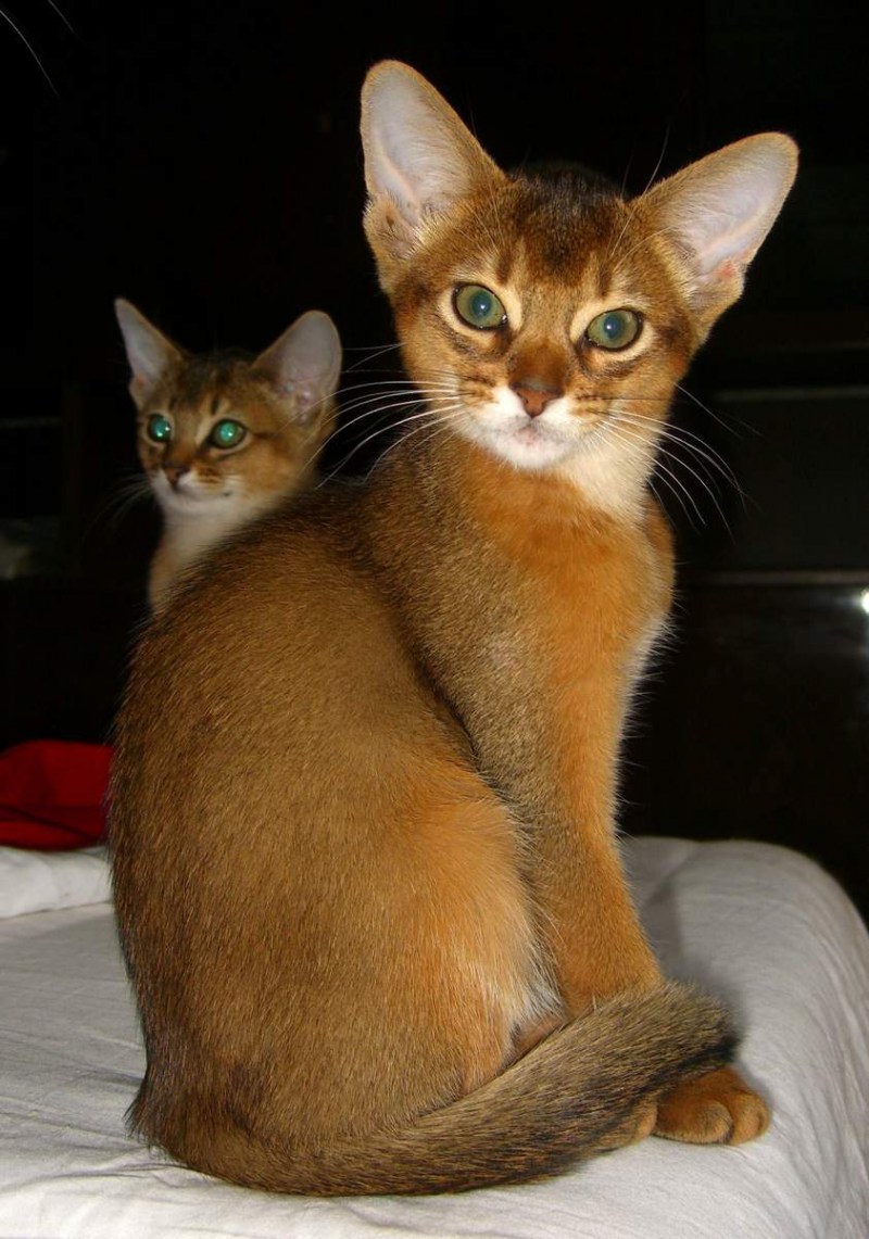 Абиссинцы кошки
