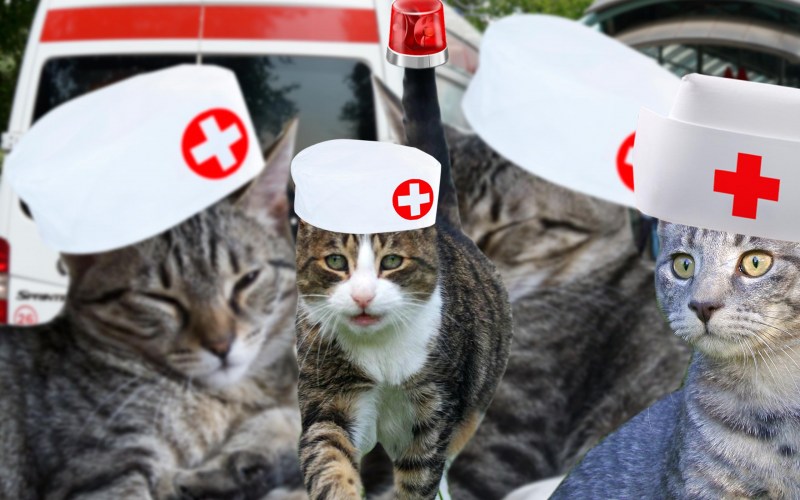 Котенок лечится