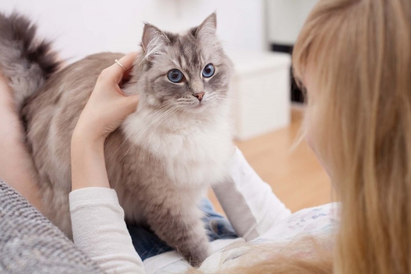 Кошки лекари