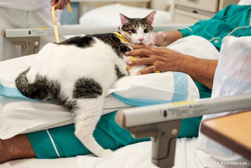 Мальчик спит с котом