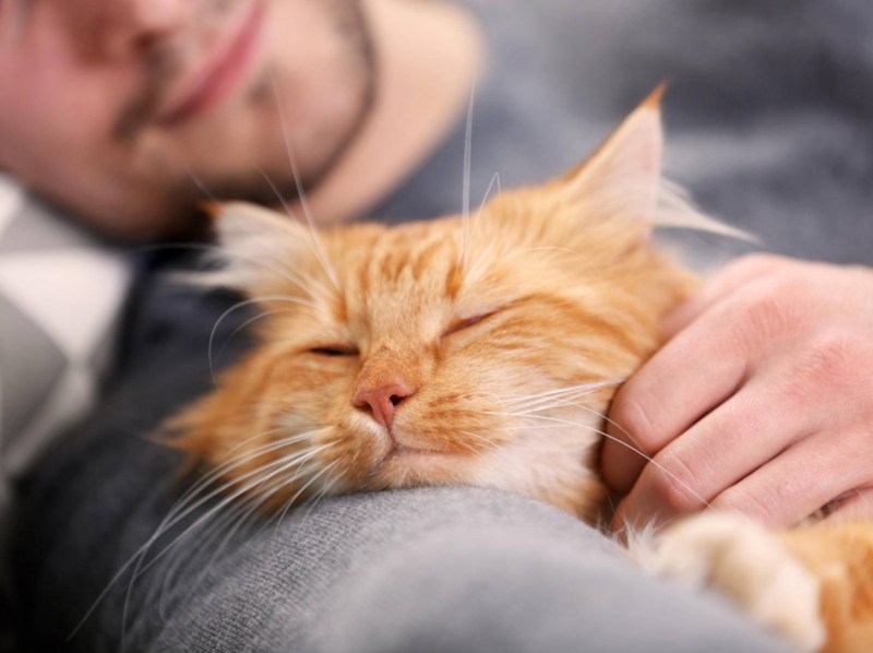 Кототерапия Фелинотерапия