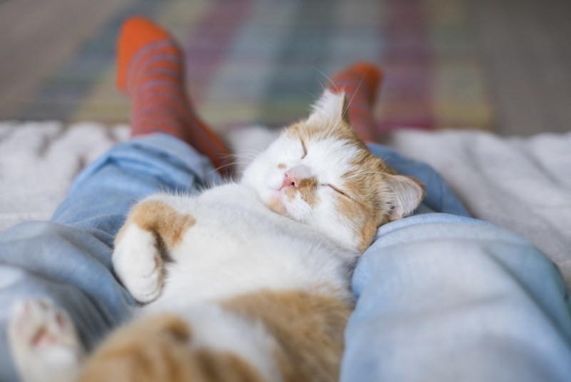 Котик спит у ног