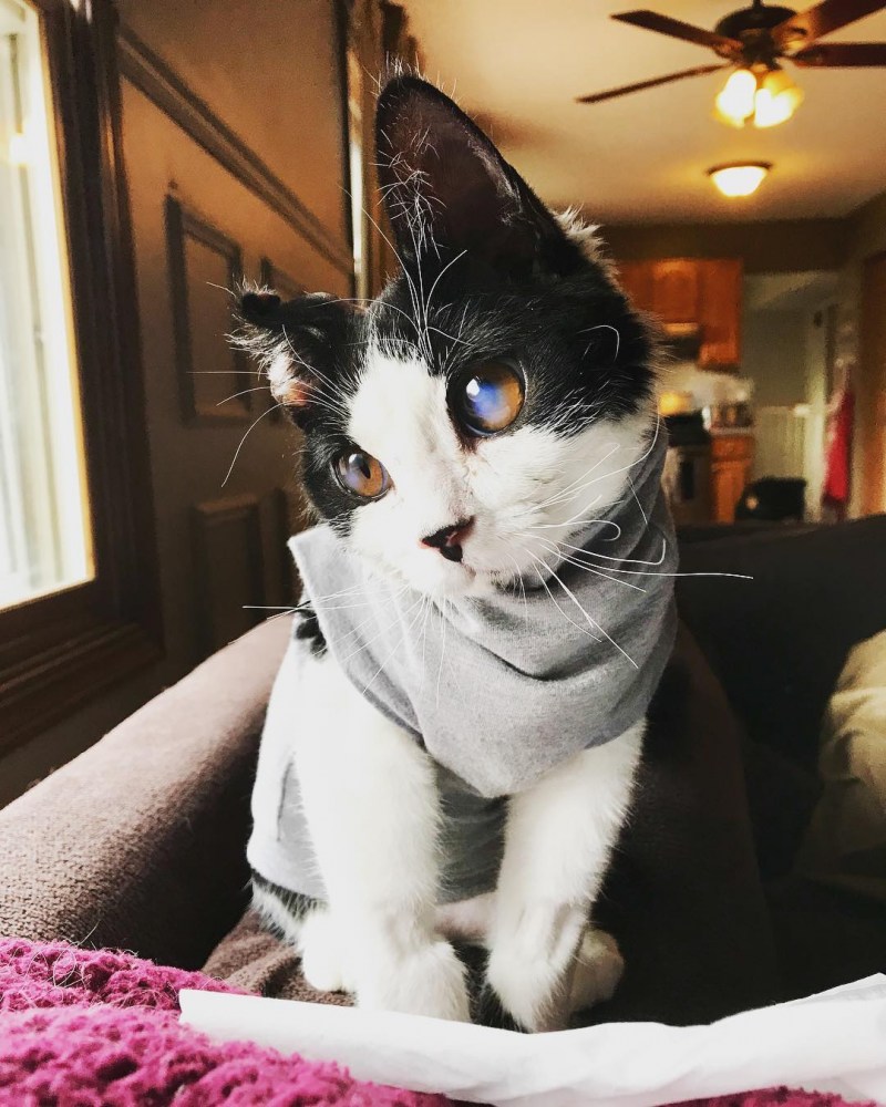 Двуликая кошка Яна