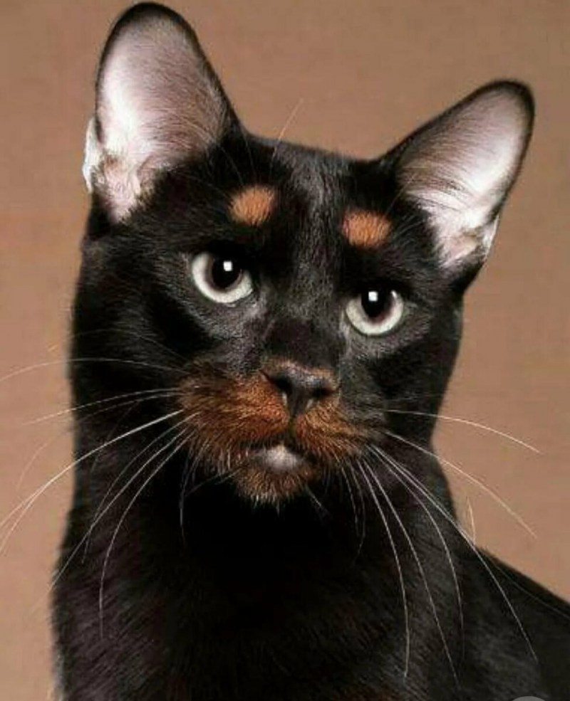 Lil Bub кошка