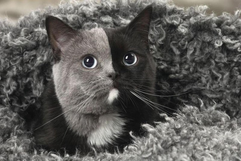 Кошка Химера Нарния