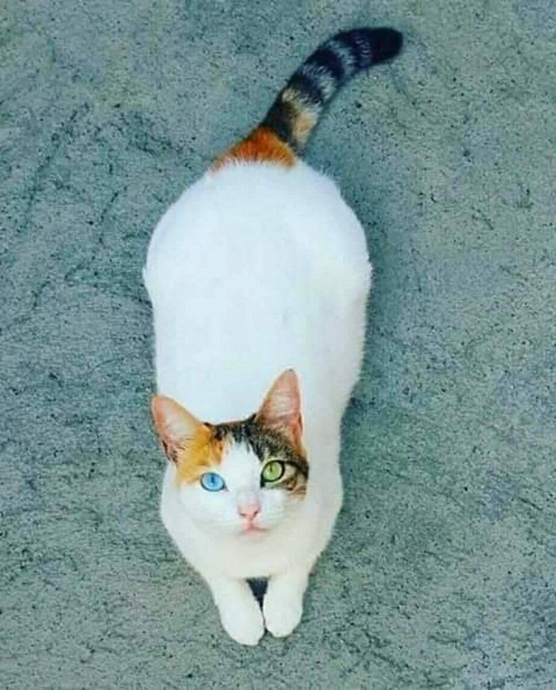 Необычные породы кошек