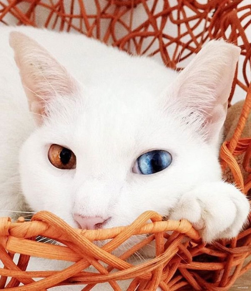 Необычные смешные кошки