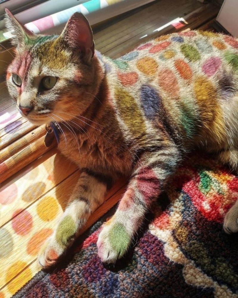 Кошка Венера Химера