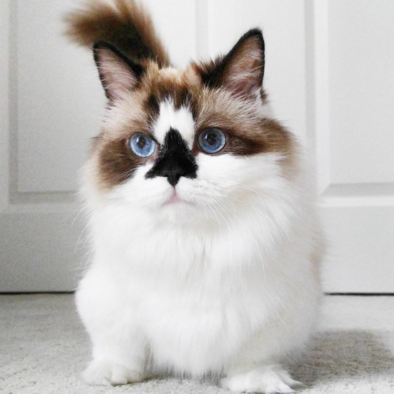 Необычные коты