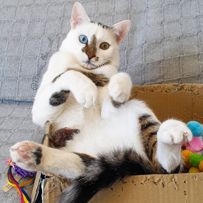 Кот с необычным окрасом