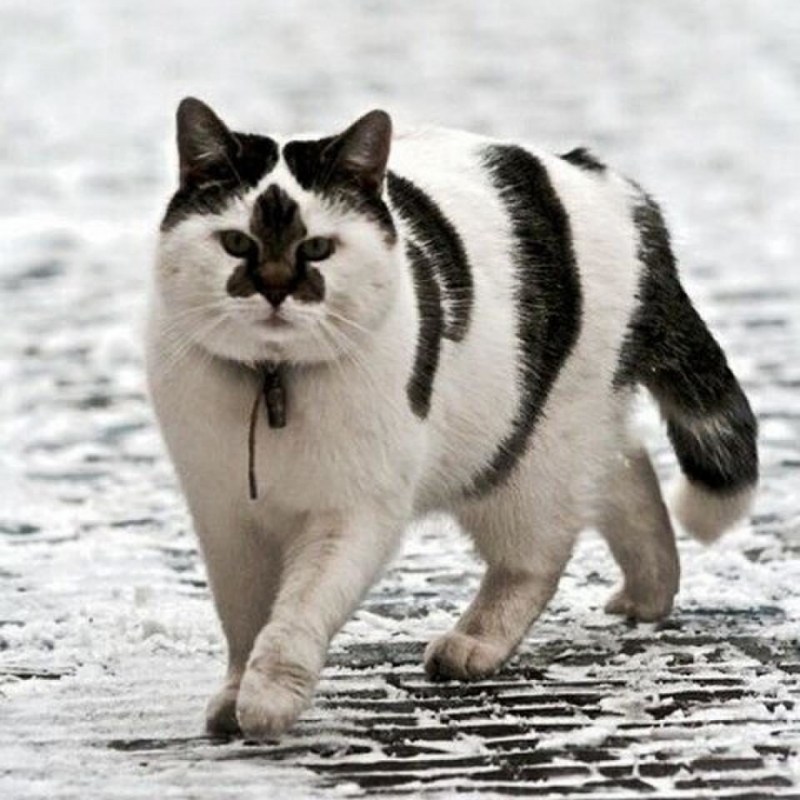 Котопёс порода кошек