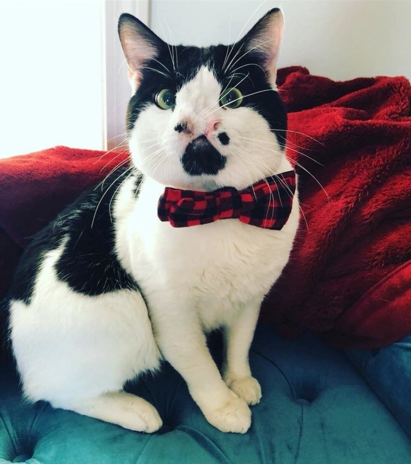 Dudi Dasa котята