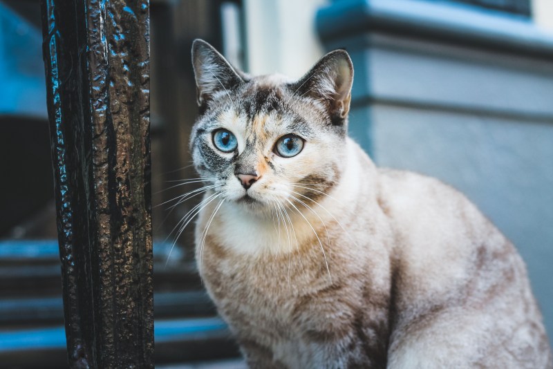 Двуликая кошка Нарния