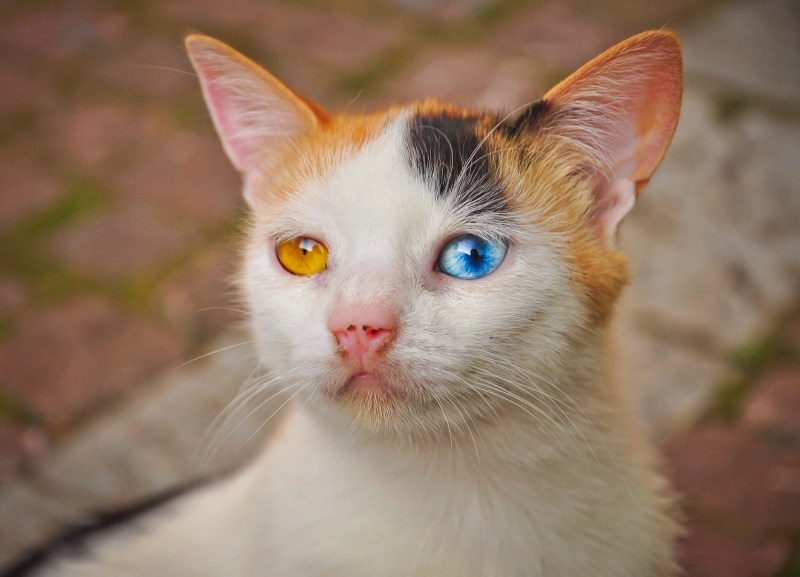 Кот Адольф