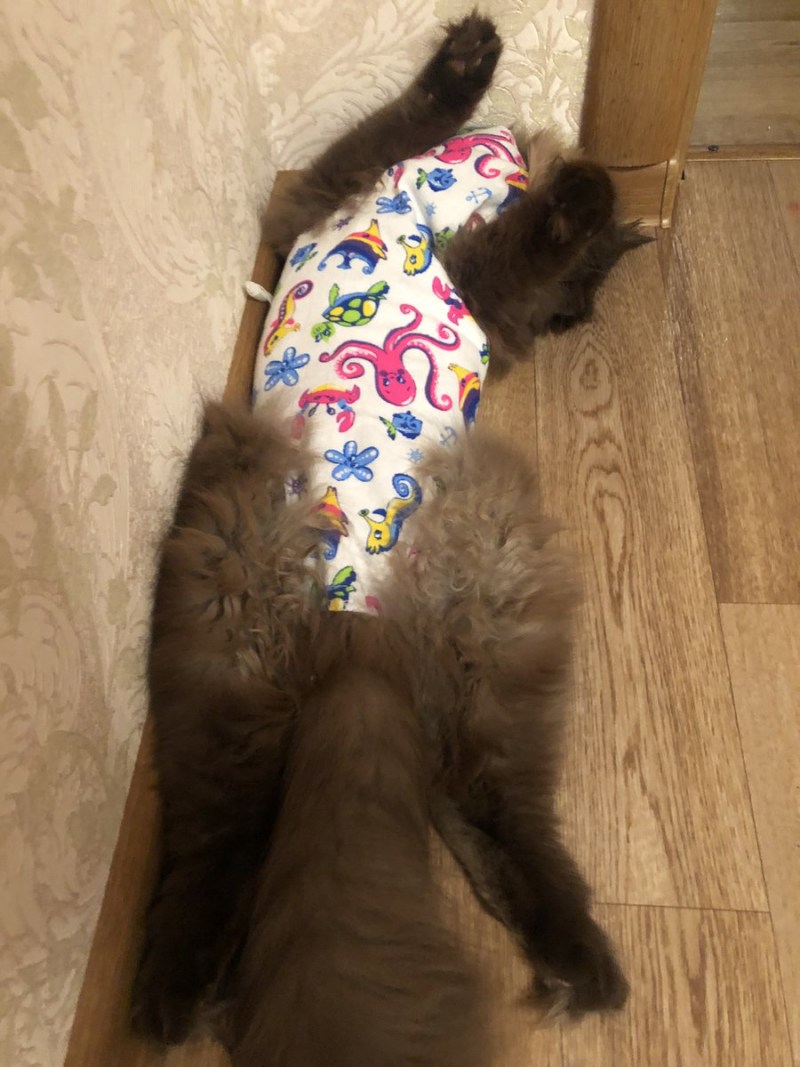 Кошка просит кота