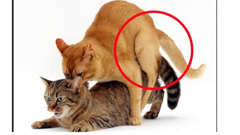 Кот позы