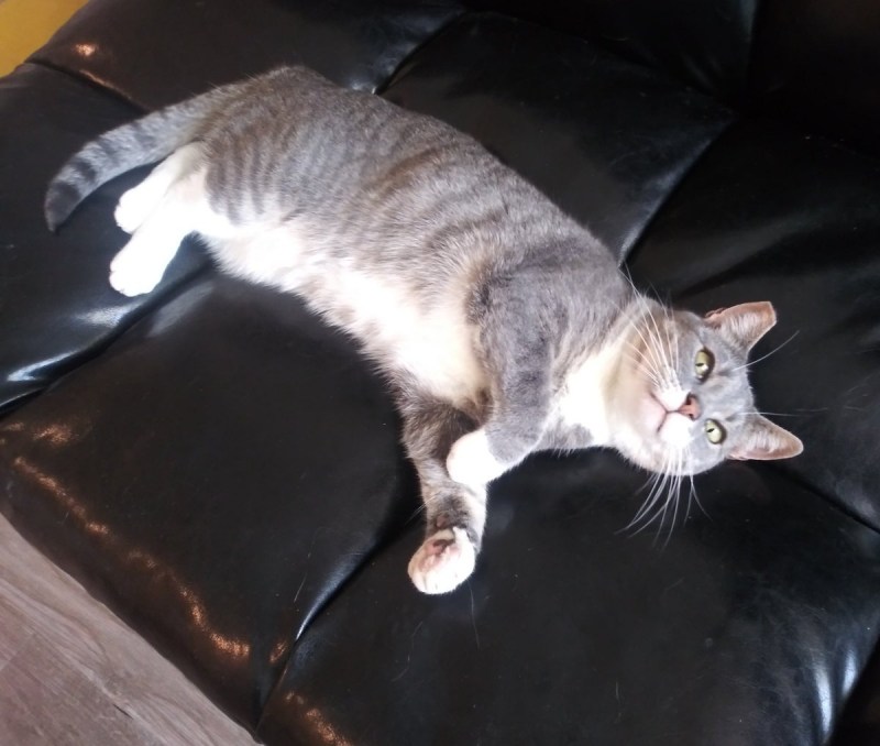 Cat in Heat