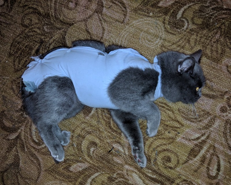 Неуклюжие мамы кошки