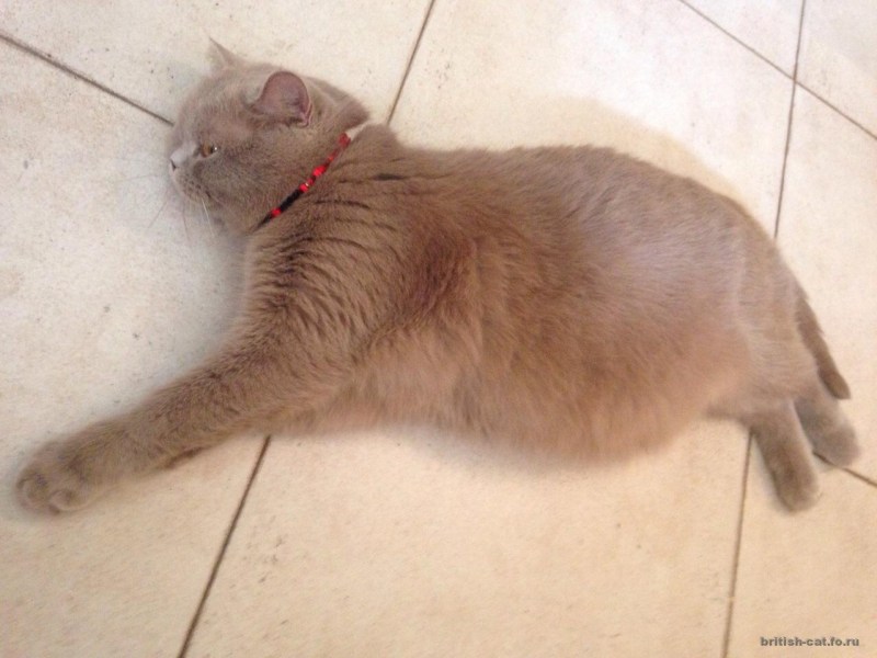 Длительность течки у кошек
