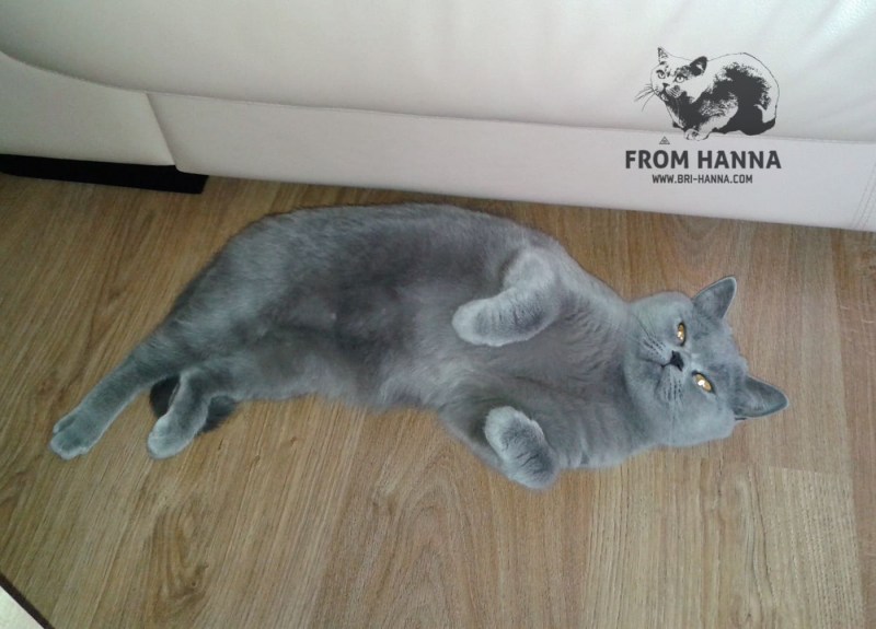 Сиамская кошка Шошана