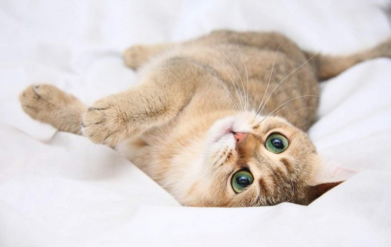 Длительность течки у кошек