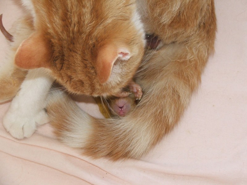 Кошка выкармливает котят