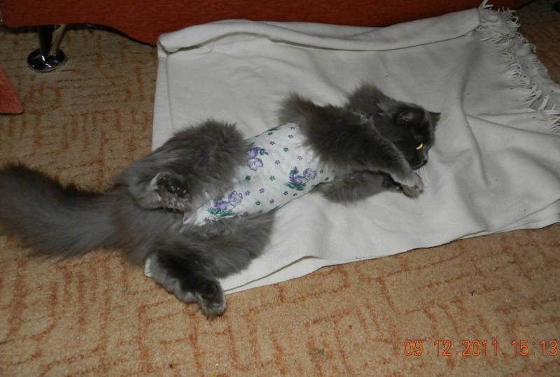 Кошки совокупляются