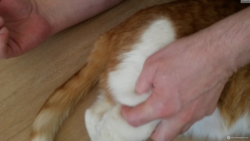 Вет коту уколы