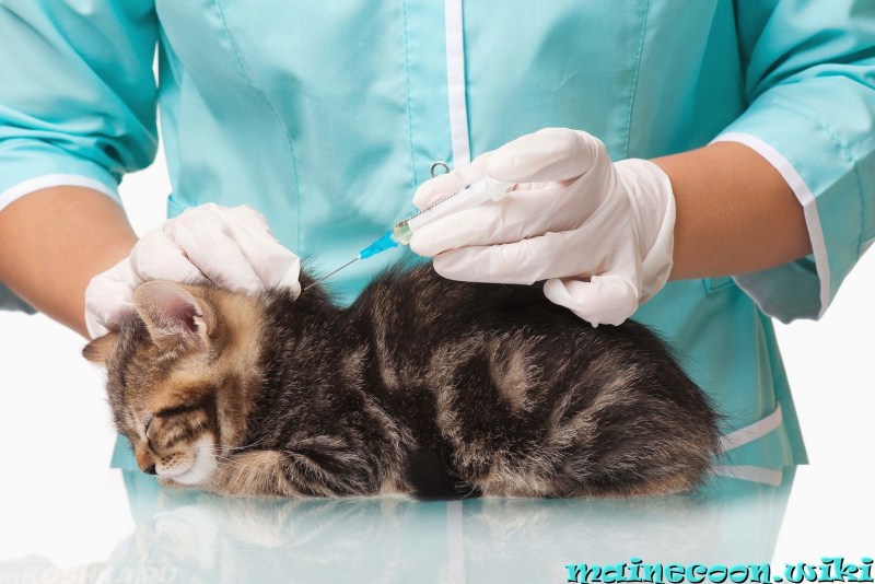 Вакцинация кошек