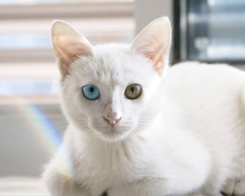 Као мани кошка