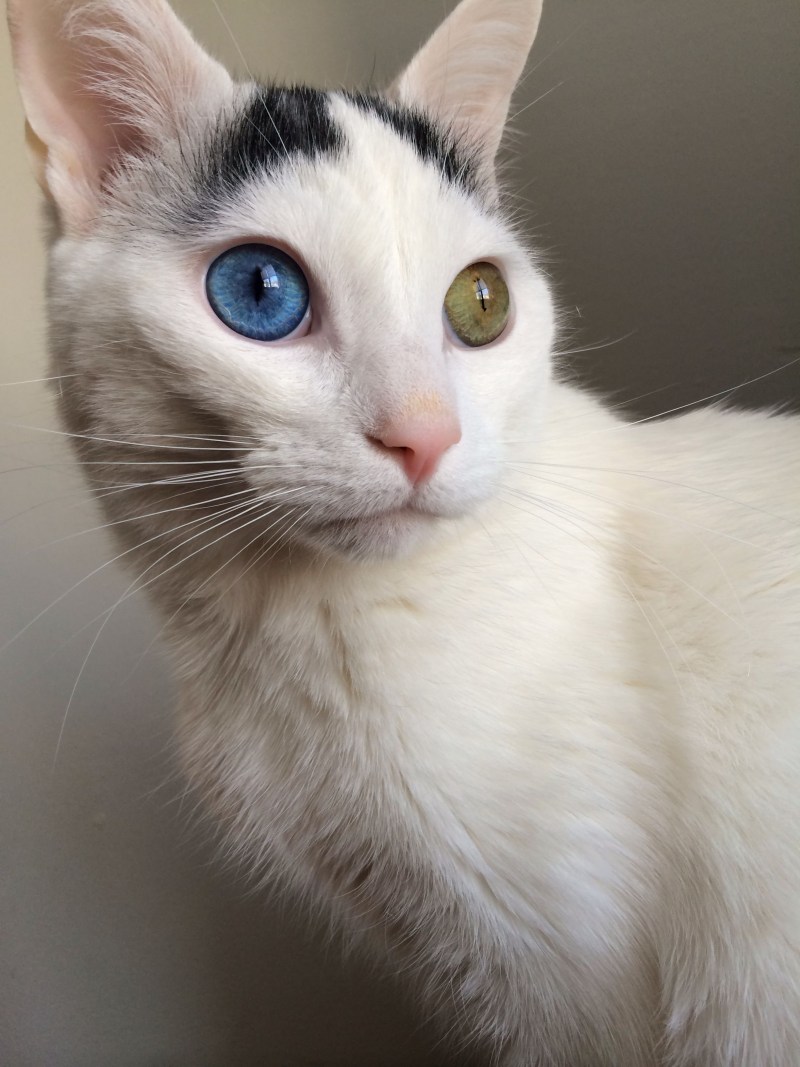 Као мани котята