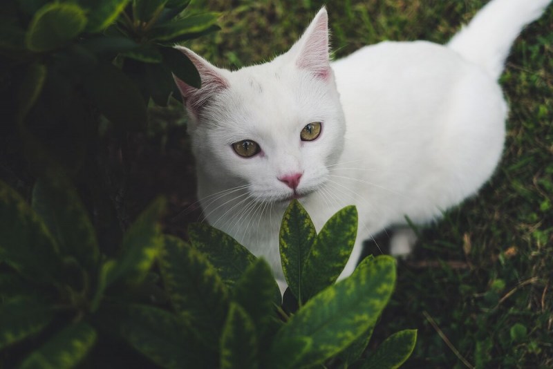 Khao Manee котенок
