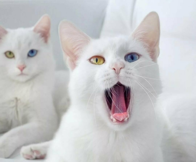 Van Kedisi van Cat