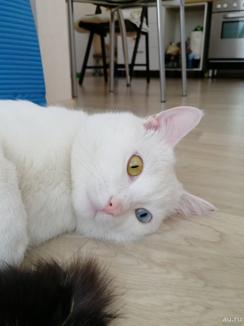 Као Мао кот