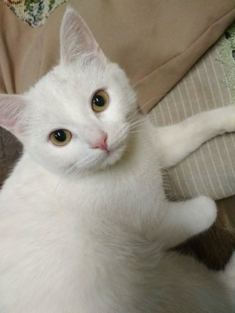Коты породы као мани