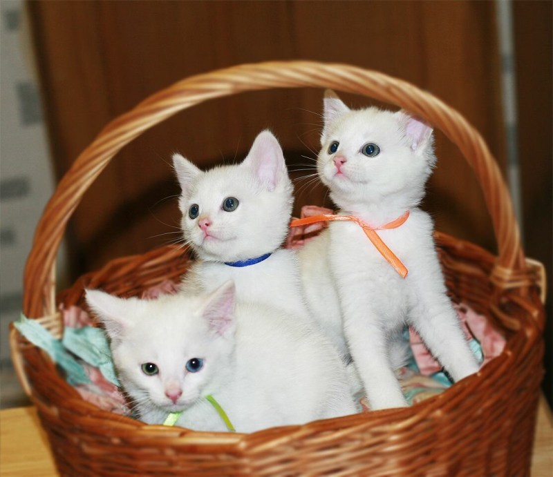 Белый кот као мани