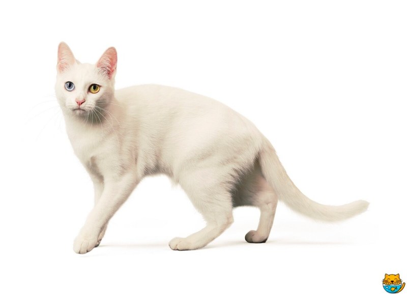 Коты као мани