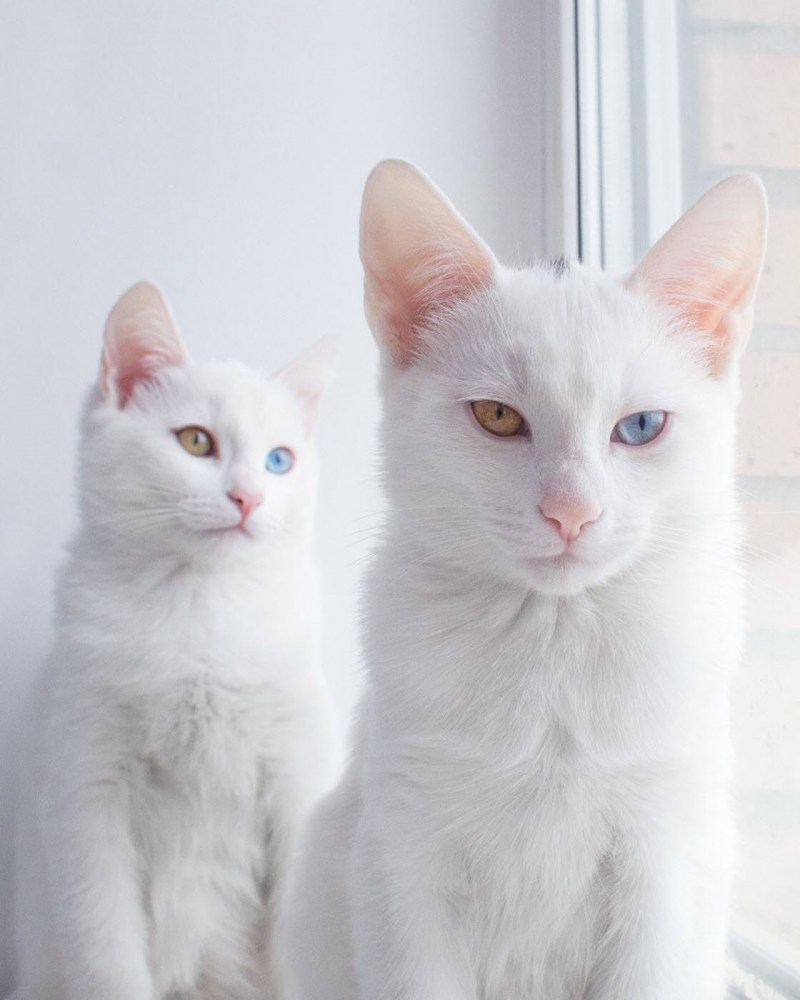Короткошерстная Ванская кошка